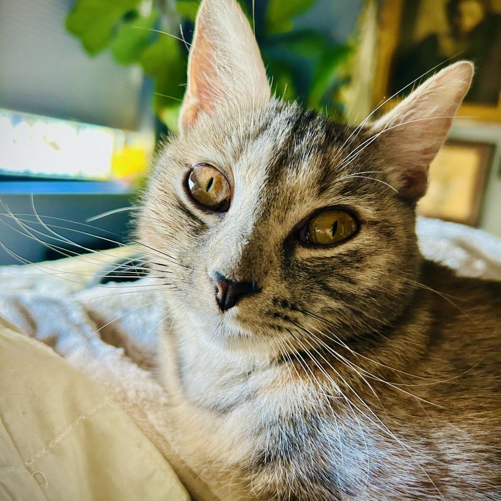 Julia, Adoptable, Young Female Domestic Short Hair.