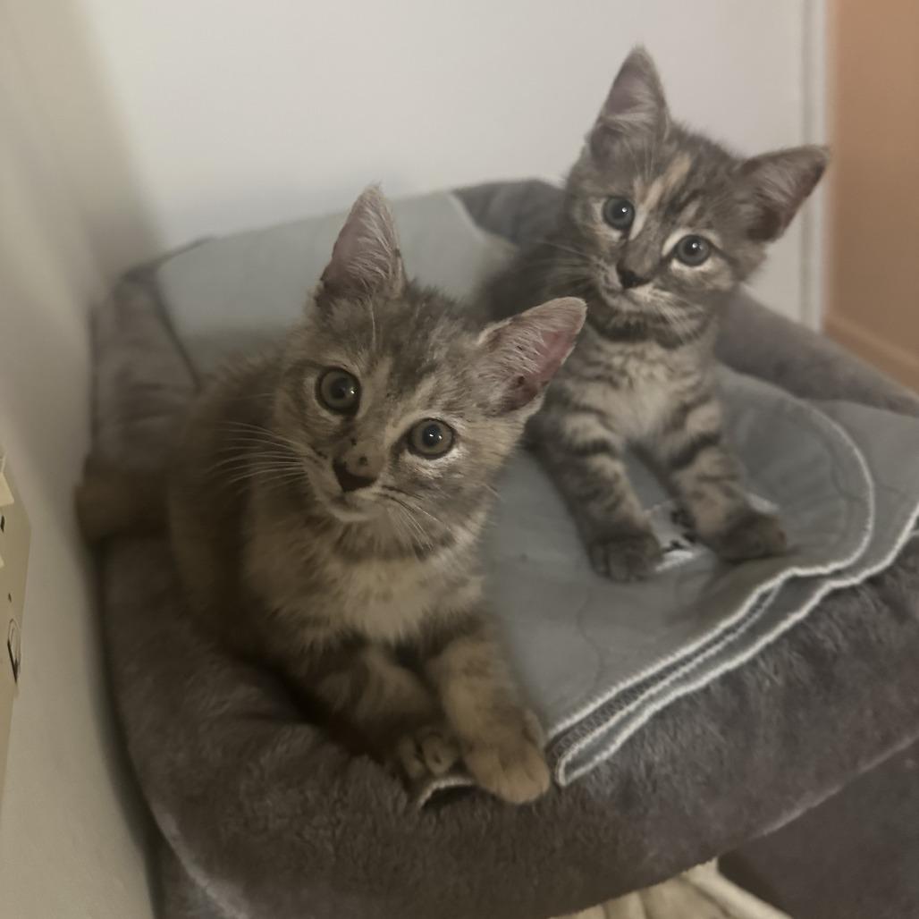 Enlarge Julia, a Adoptable Domestic Short Hair in Brooklyn, NY image 2/6