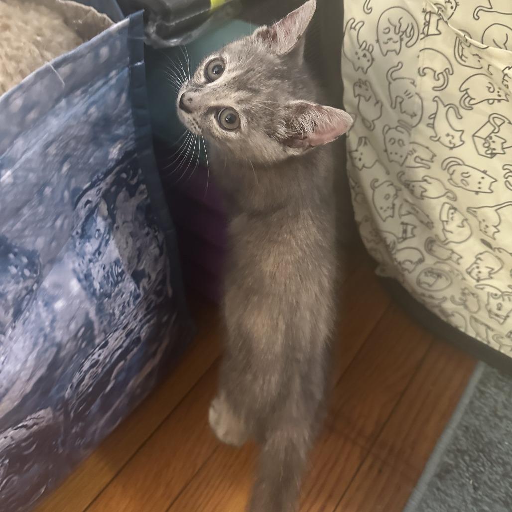 Enlarge Julia, a Adoptable Domestic Short Hair in Brooklyn, NY image 3/6