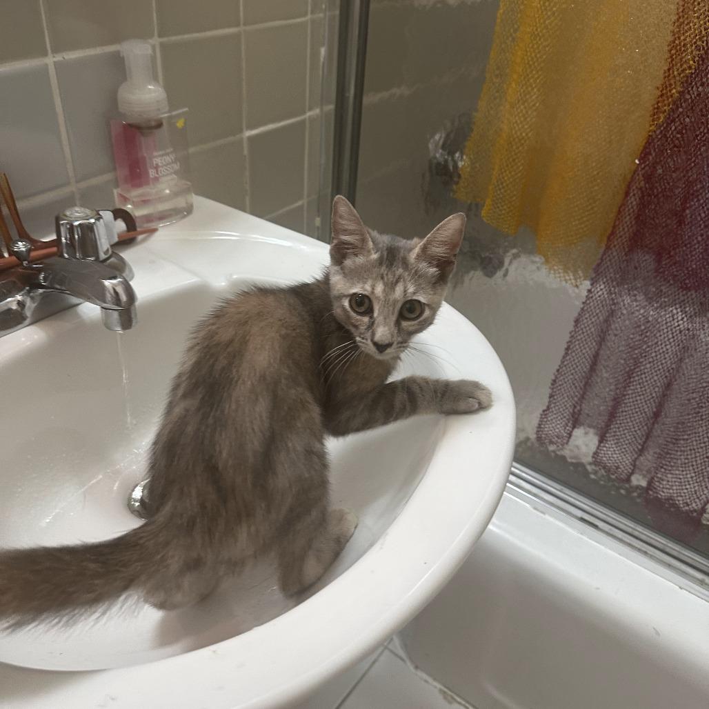 Enlarge Julia, a Adoptable Domestic Short Hair in Brooklyn, NY image 4/6