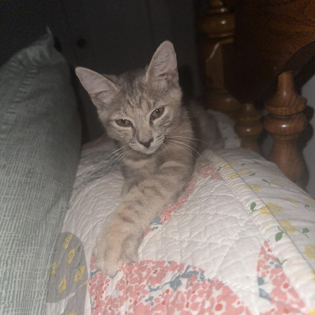 Enlarge Julia, a Adoptable Domestic Short Hair in Brooklyn, NY image 5/6