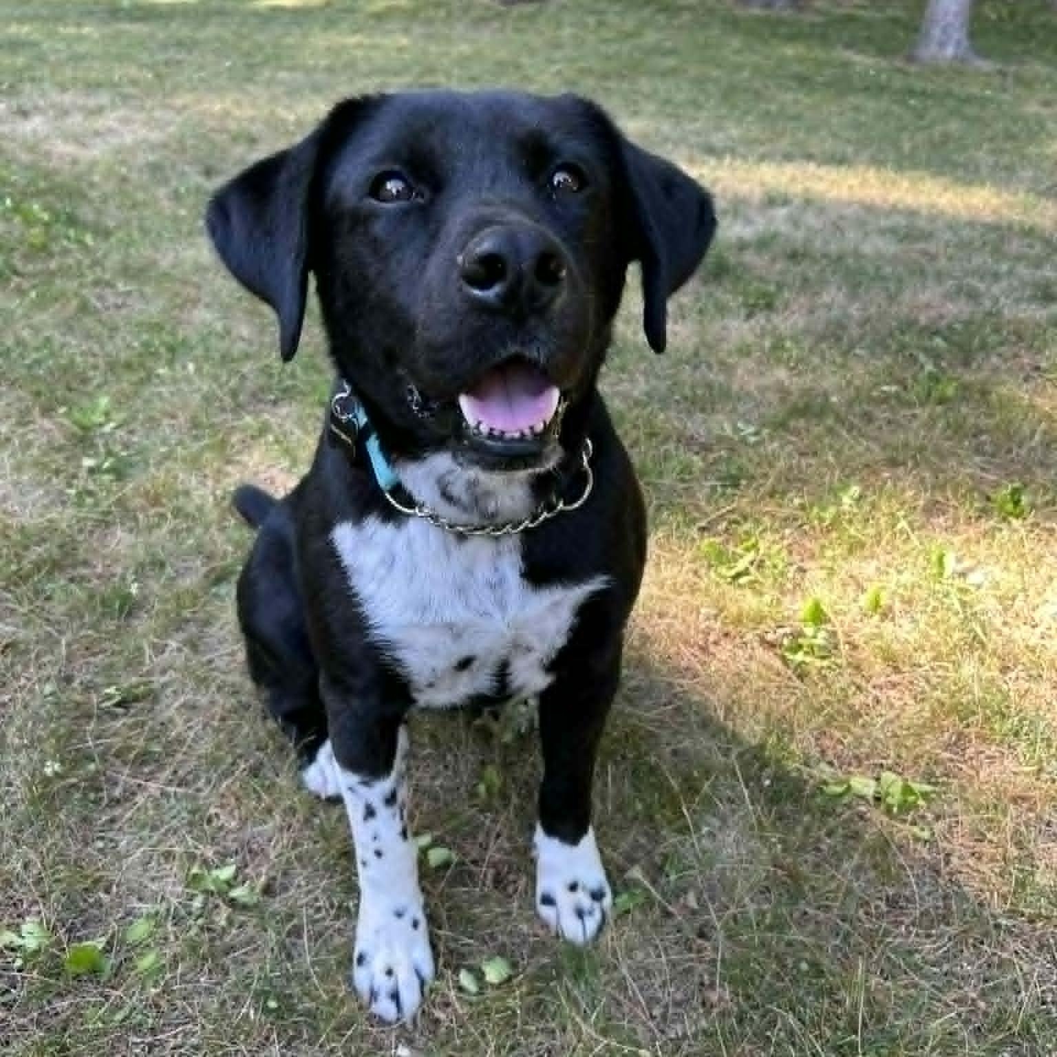 Mo, adoptable, Adult Male Labrador Retriever & Beagle.
