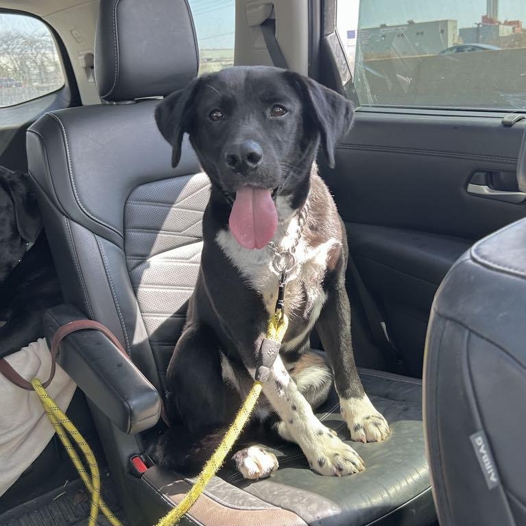 Mo, an adoptable mixed breed in Schenectady, NY image 5/6