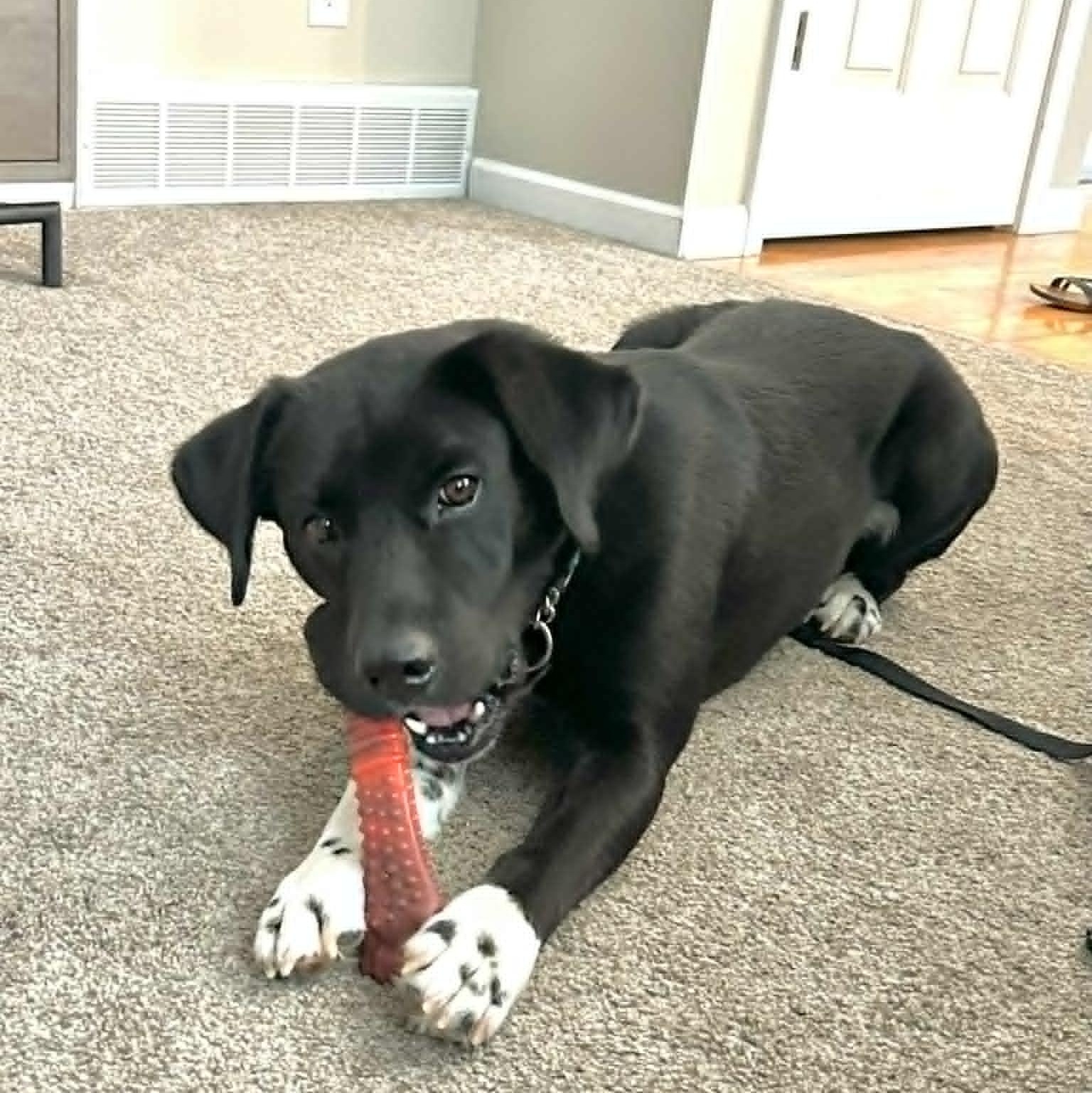 Enlarge Mo, an adoptable mixed breed in Schenectady, NY image 5/6