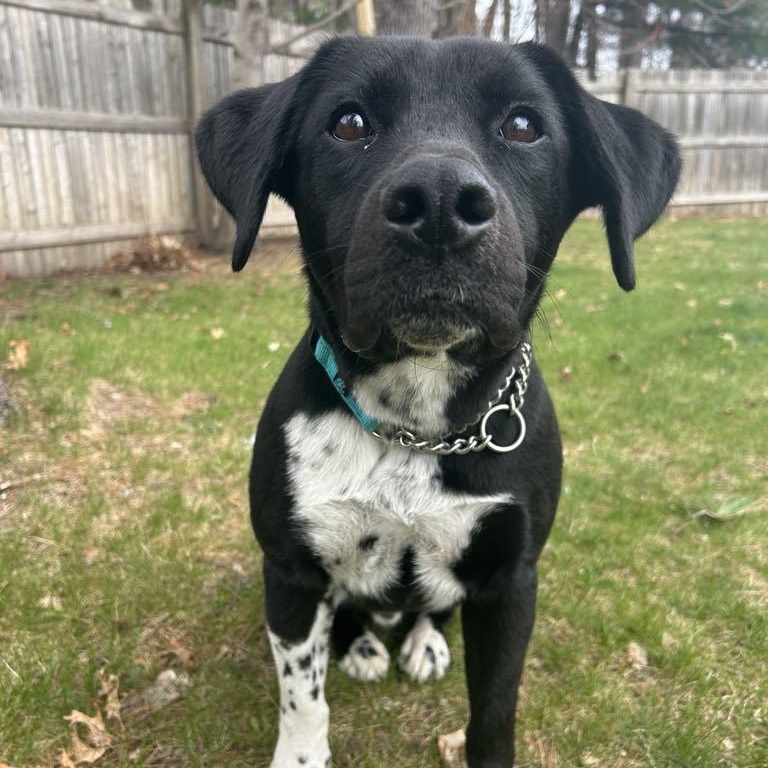 Mo, an adoptable mixed breed in Schenectady, NY image 2/6
