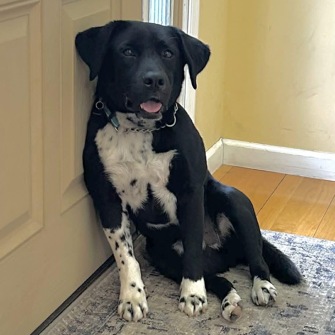 Mo, an adoptable mixed breed in Schenectady, NY image 1/6