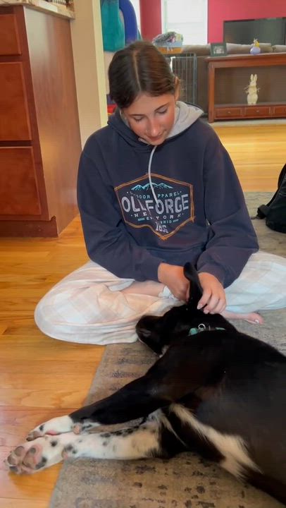 Enlarge Mo, an adoptable mixed breed in Schenectady, NY video 6/6