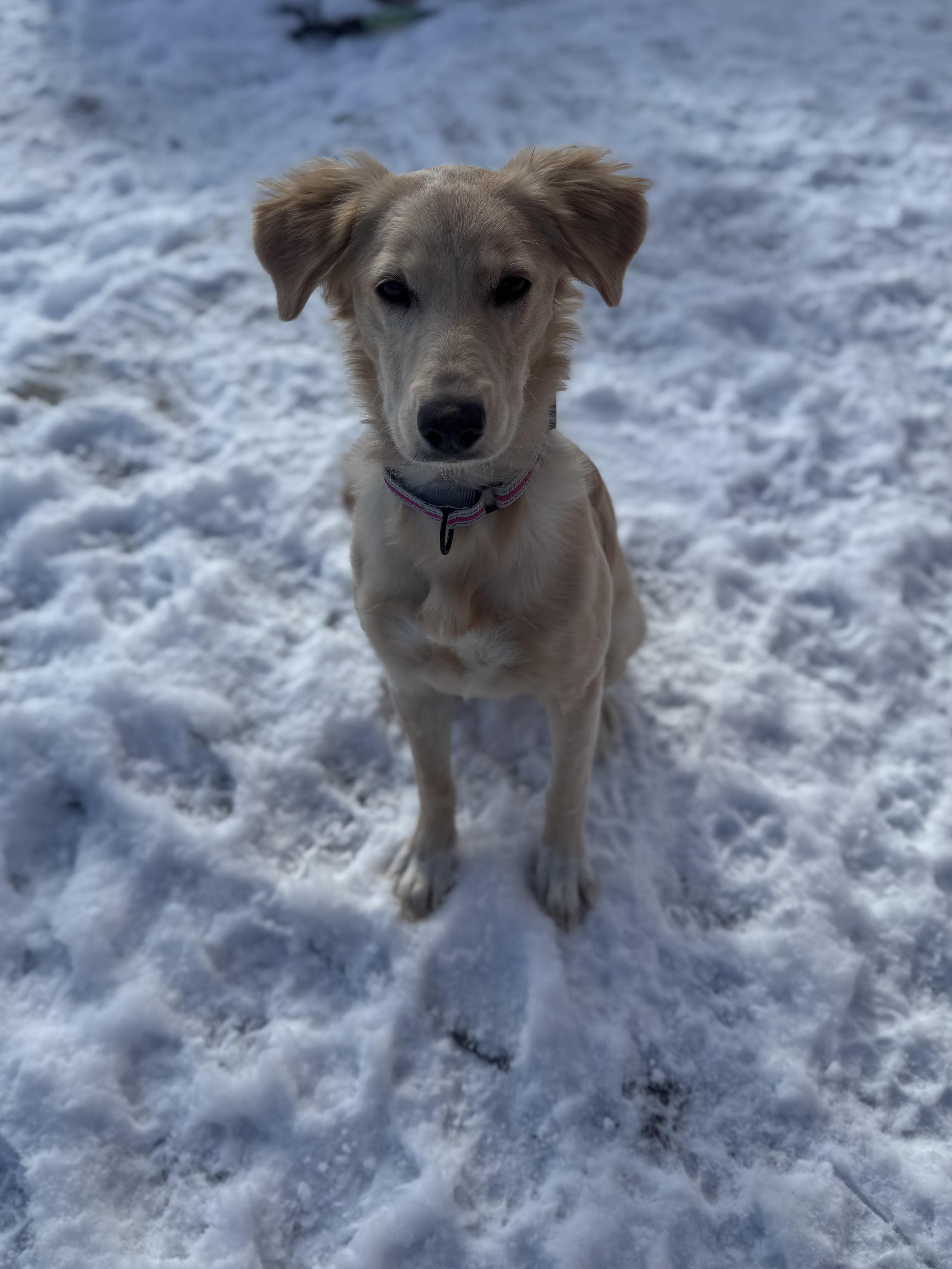 Enlarge Whinnie, a ADOPTABLE mixed breed in Darien Center, NY image 6/6