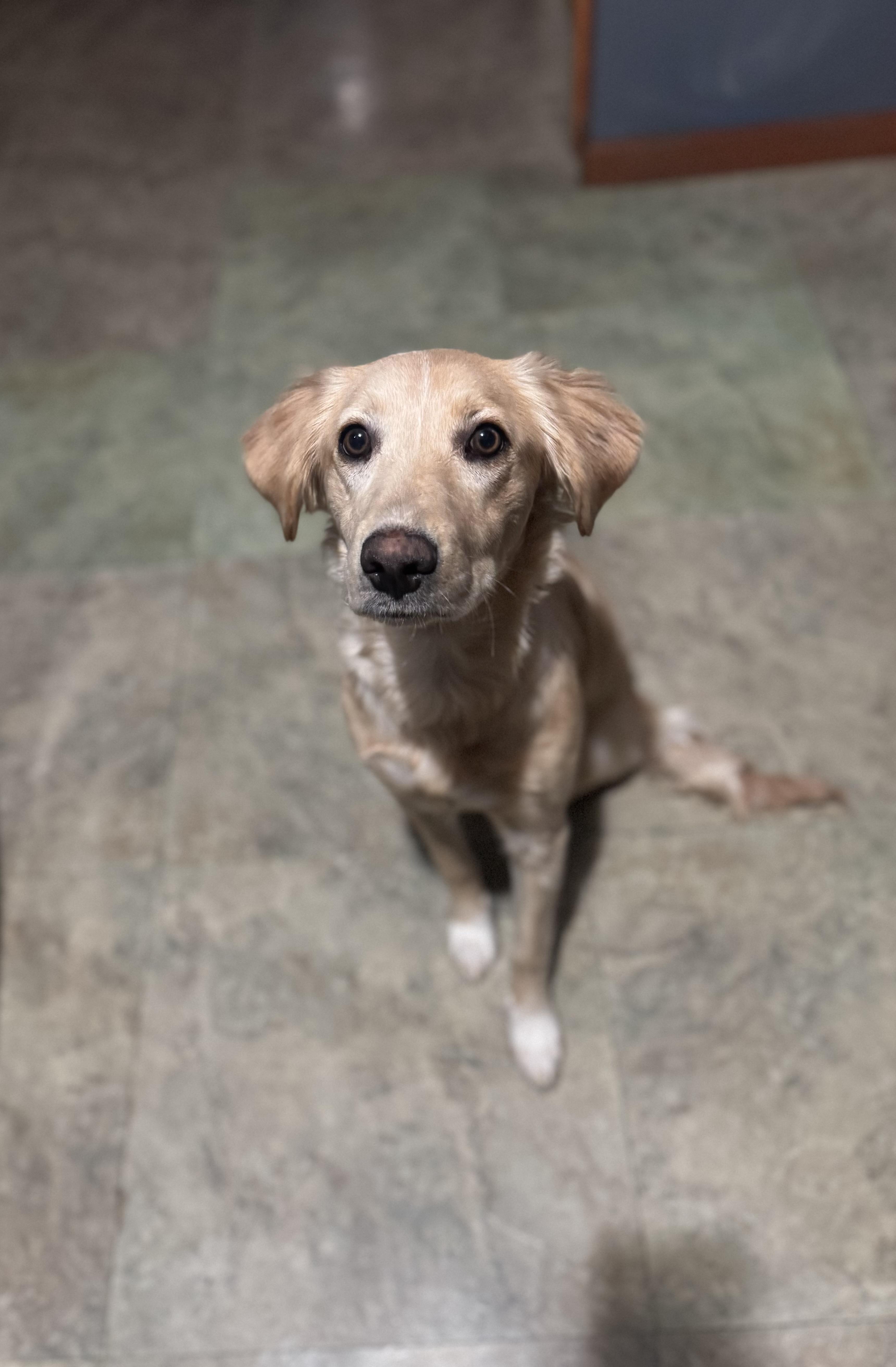 Enlarge Whinnie, a ADOPTABLE mixed breed in Darien Center, NY image 3/6