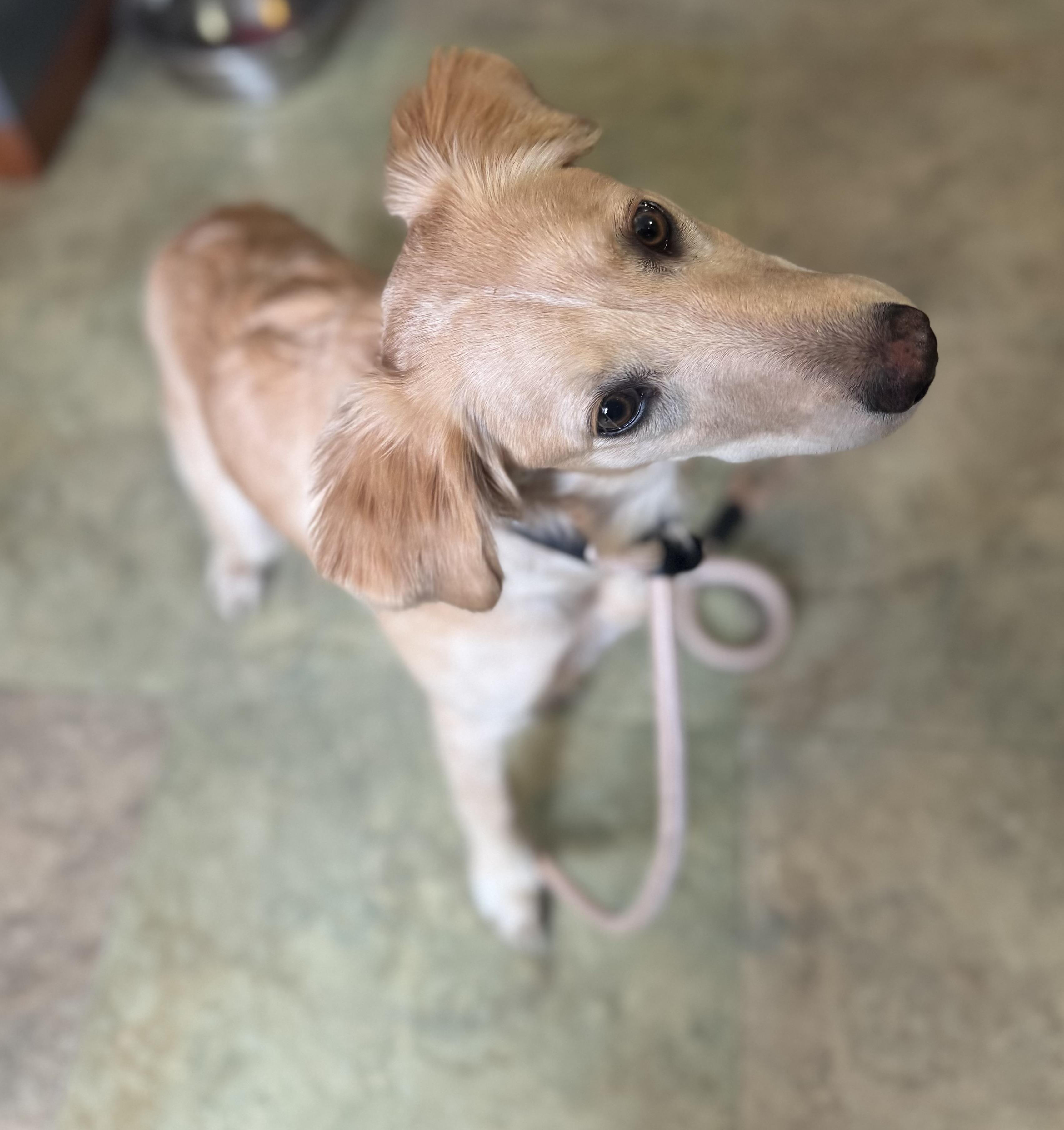 Enlarge Whinnie, a ADOPTABLE mixed breed in Darien Center, NY image 4/6