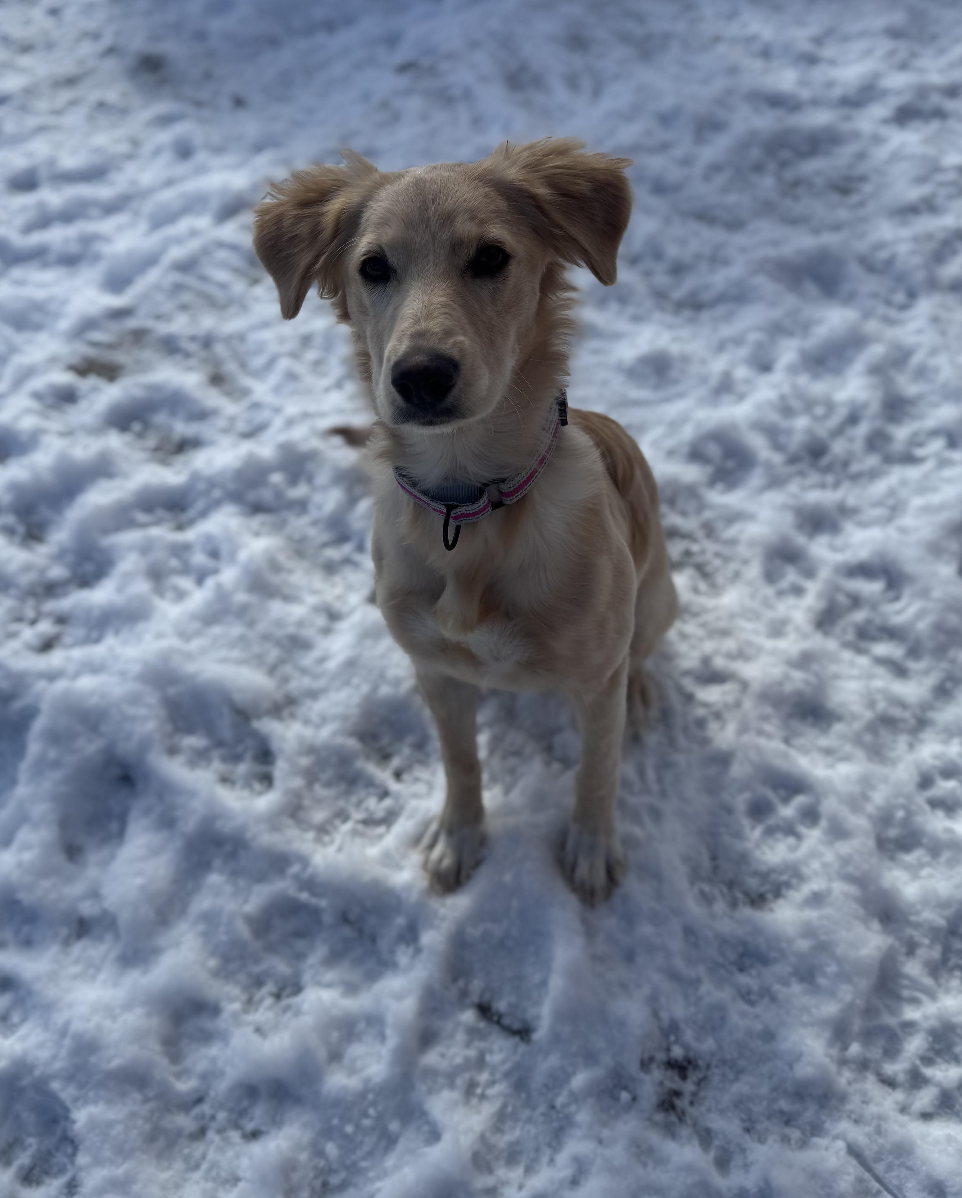 Enlarge Whinnie, a ADOPTABLE mixed breed in Darien Center, NY image 1/6