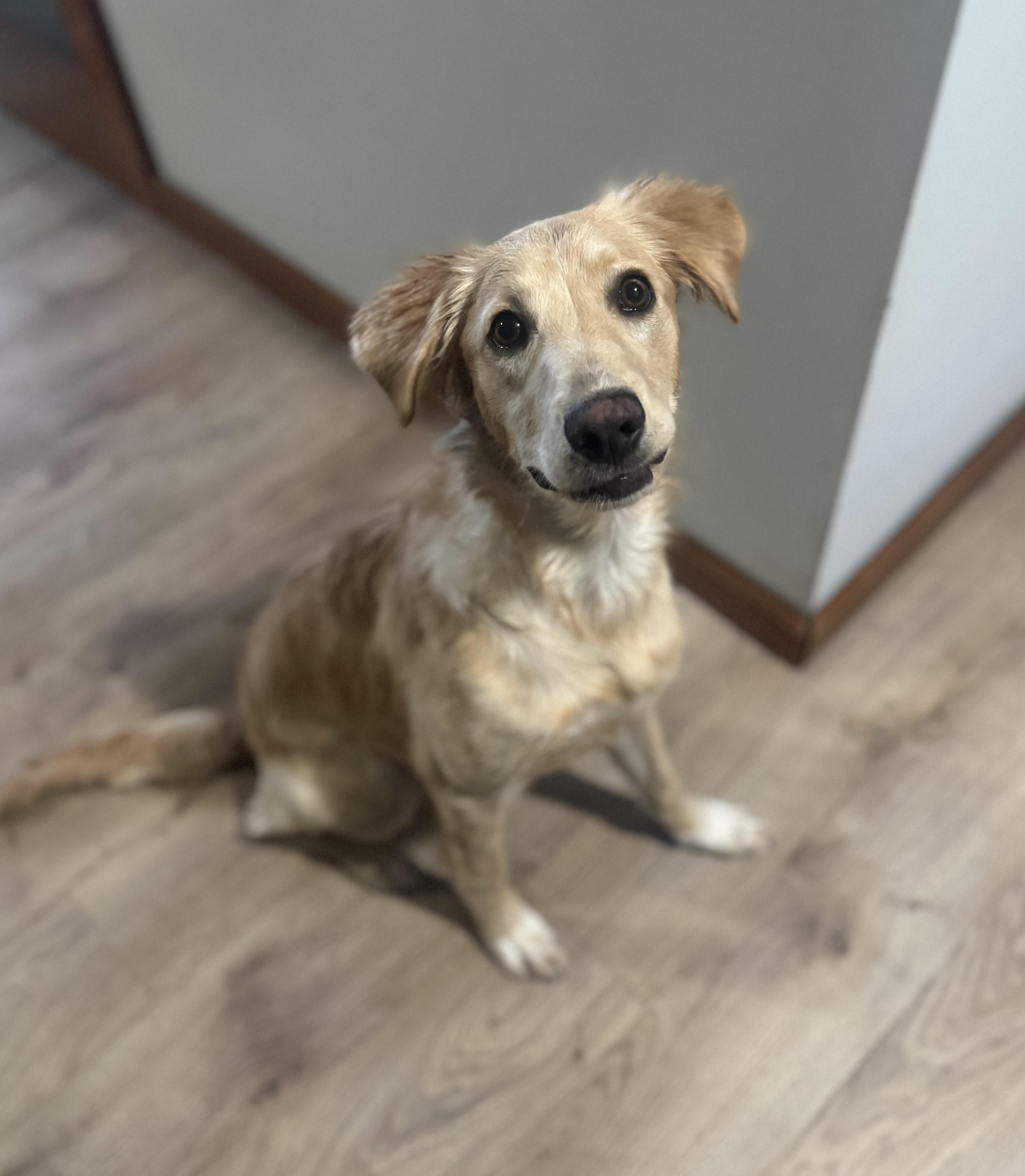 Enlarge Whinnie, a ADOPTABLE mixed breed in Darien Center, NY image 2/6