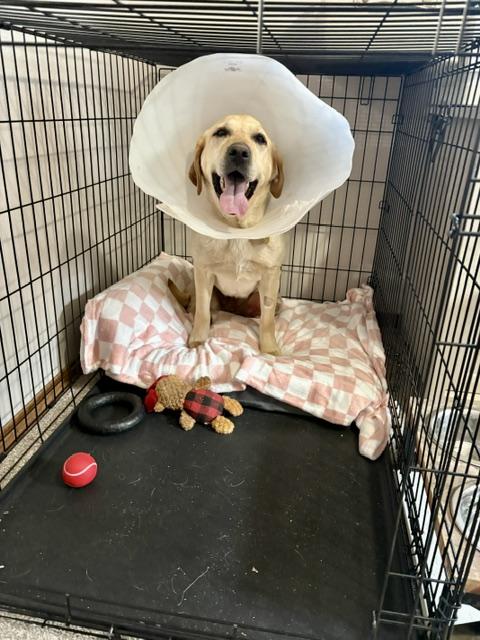 Enlarge Bryn, an adoptable Yellow Labrador Retriever in Sioux Falls, SD image 6/6