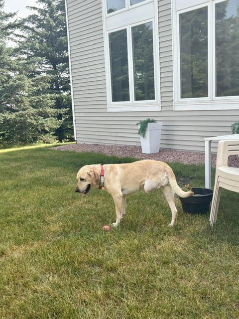 Enlarge Bryn, an adoptable Yellow Labrador Retriever in Sioux Falls, SD image 2/6