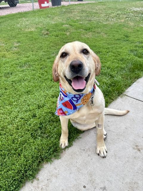 Enlarge Bryn, an adoptable Yellow Labrador Retriever in Sioux Falls, SD image 1/6