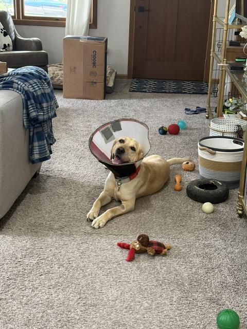 Enlarge Bryn, an adoptable Yellow Labrador Retriever in Sioux Falls, SD image 5/6