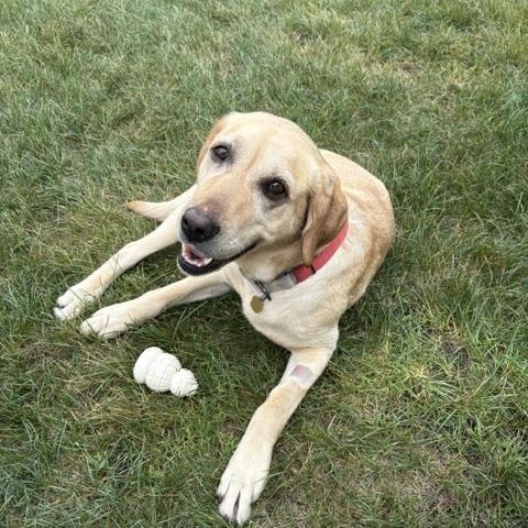 Enlarge Bryn, an adoptable Yellow Labrador Retriever in Sioux Falls, SD image 3/6