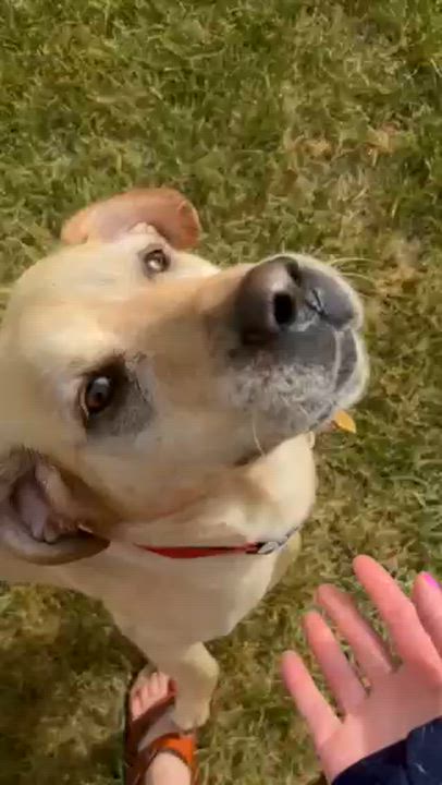 Enlarge Bryn, an adoptable Yellow Labrador Retriever in Sioux Falls, SD video 4/6