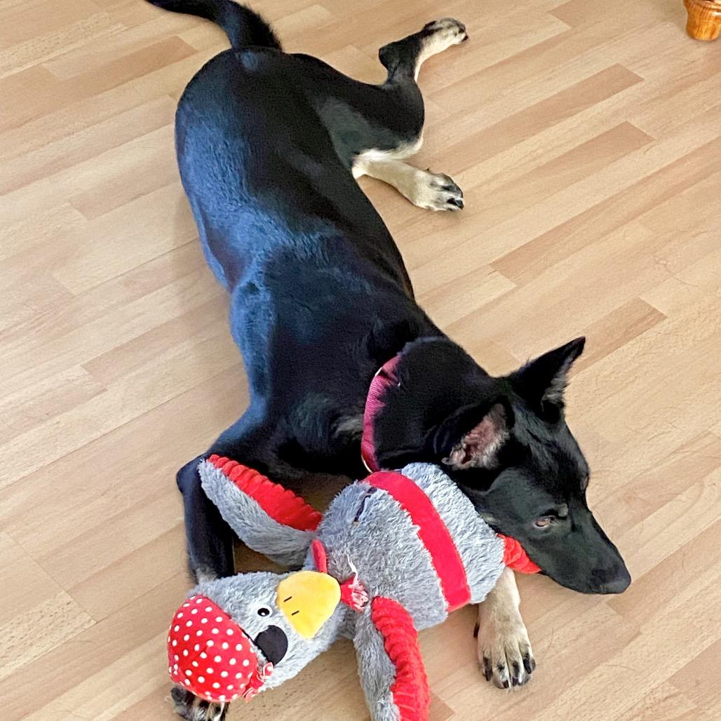 Mia*, a Adoptable Shepherd in San Gabriel, CA image 1/6