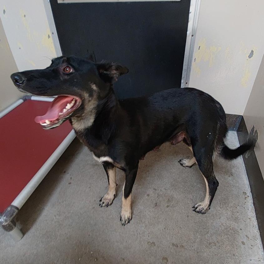 Mia*, a Adoptable Shepherd in San Gabriel, CA image 2/6