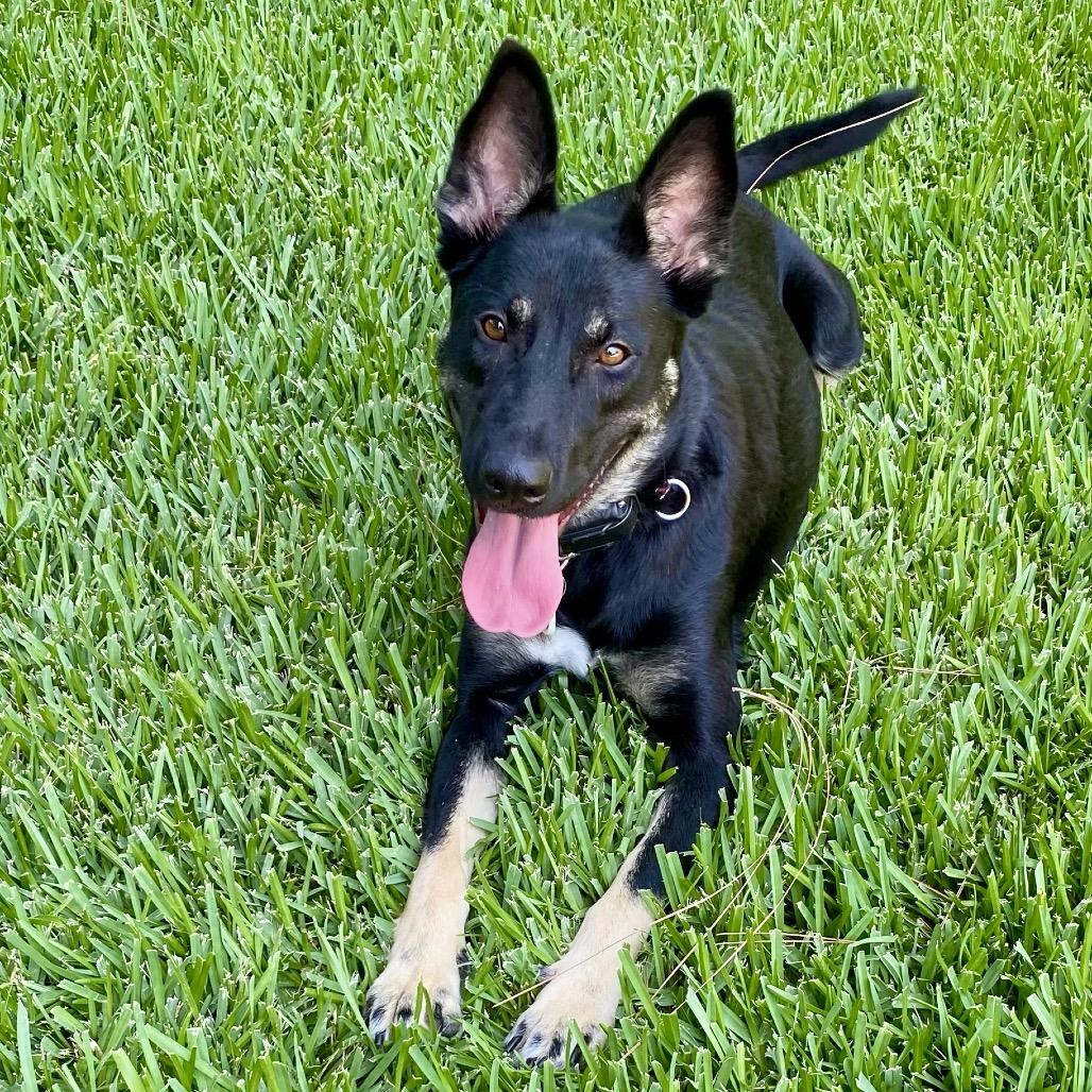 Mia*, a Adoptable Shepherd in San Gabriel, CA image 3/6