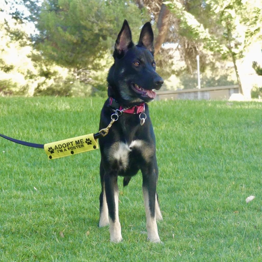 Mia*, a Adoptable Shepherd in San Gabriel, CA image 4/6