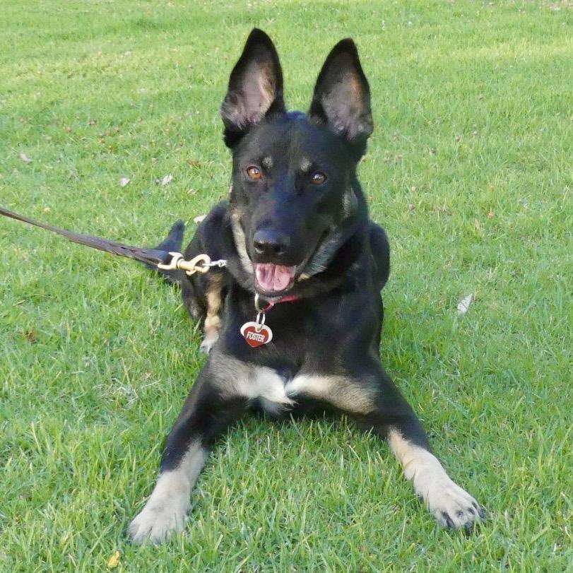 Mia*, a Adoptable Shepherd in San Gabriel, CA image 5/6