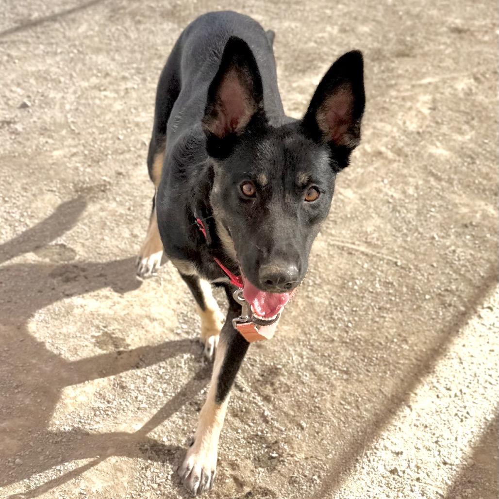 Mia*, a Adoptable Shepherd in San Gabriel, CA image 6/6