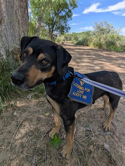 Enlarge TANK, a Adoptable mixed breed in Albuquerque, NM image 1/1