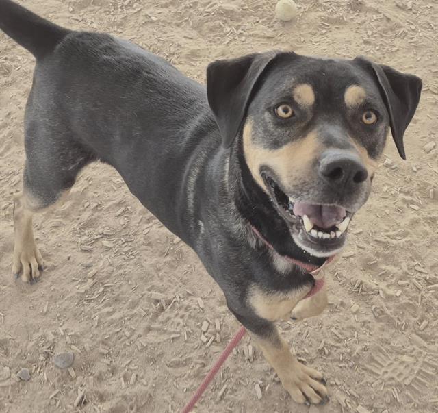 Enlarge TANK, a Adoptable mixed breed in Albuquerque, NM image 1/1