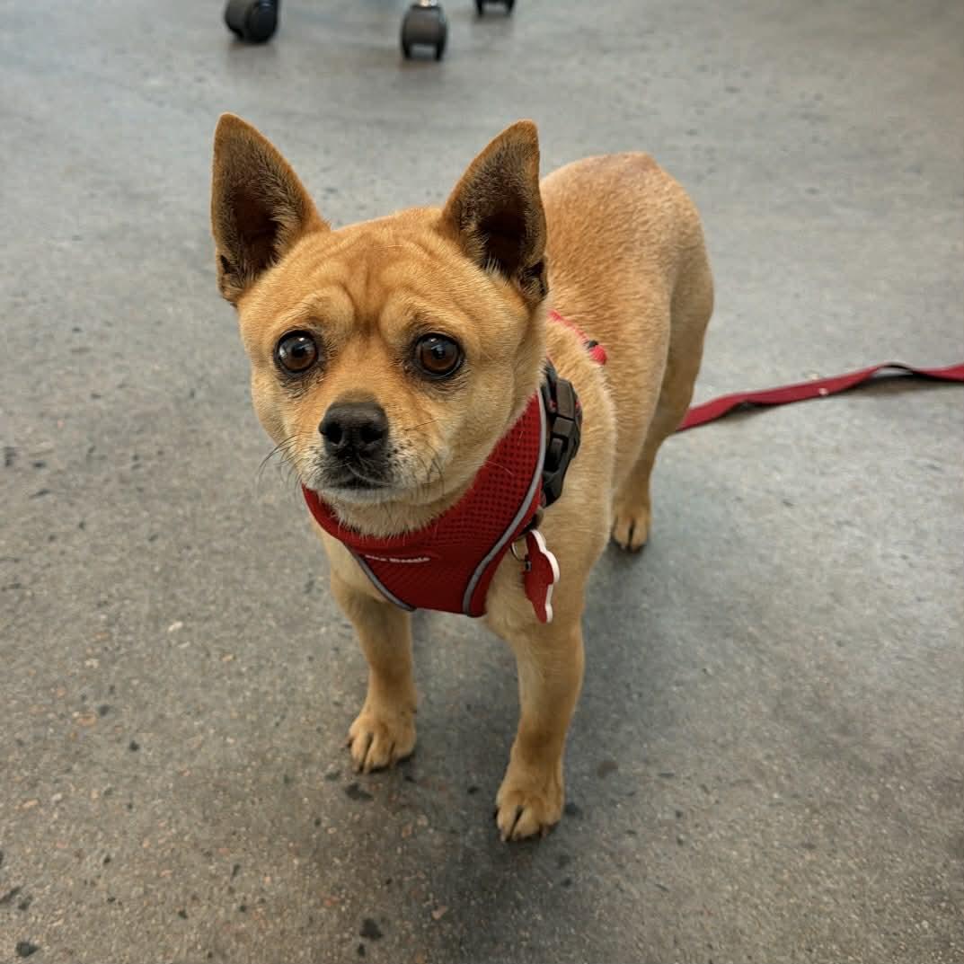 Enlarge Kyle, a ADOPTABLE mixed breed in Boulder, CO image 4/6