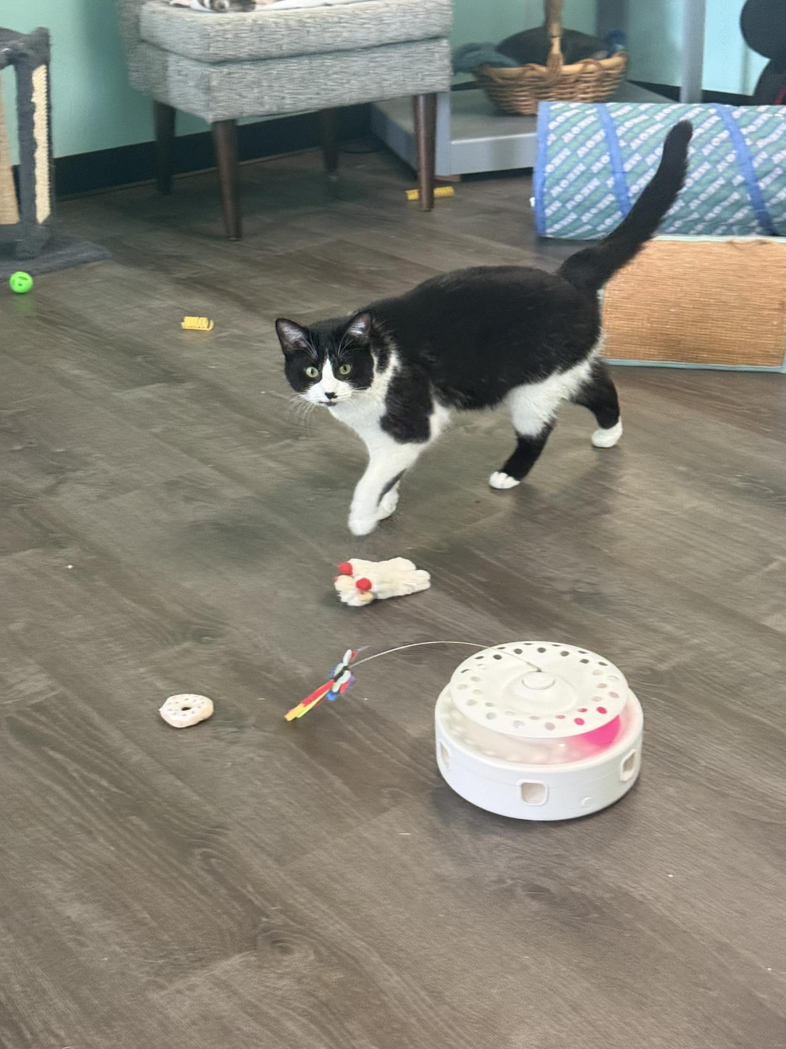 Isabella aka Izzy, a Adoptable Domestic Short Hair in Penfield, NY image 1/4