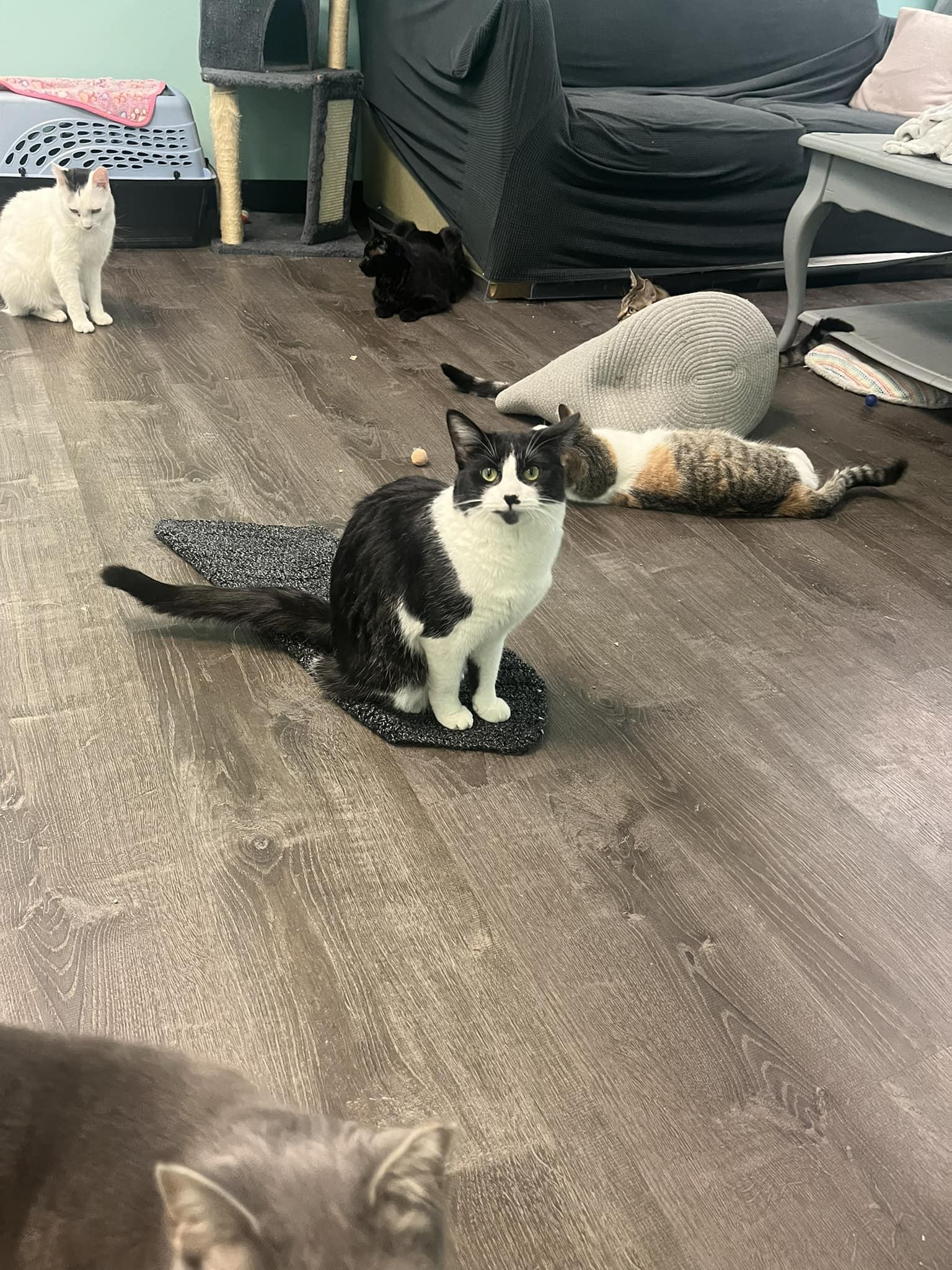 Isabella aka Izzy, a Adoptable Domestic Short Hair in Penfield, NY image 2/4