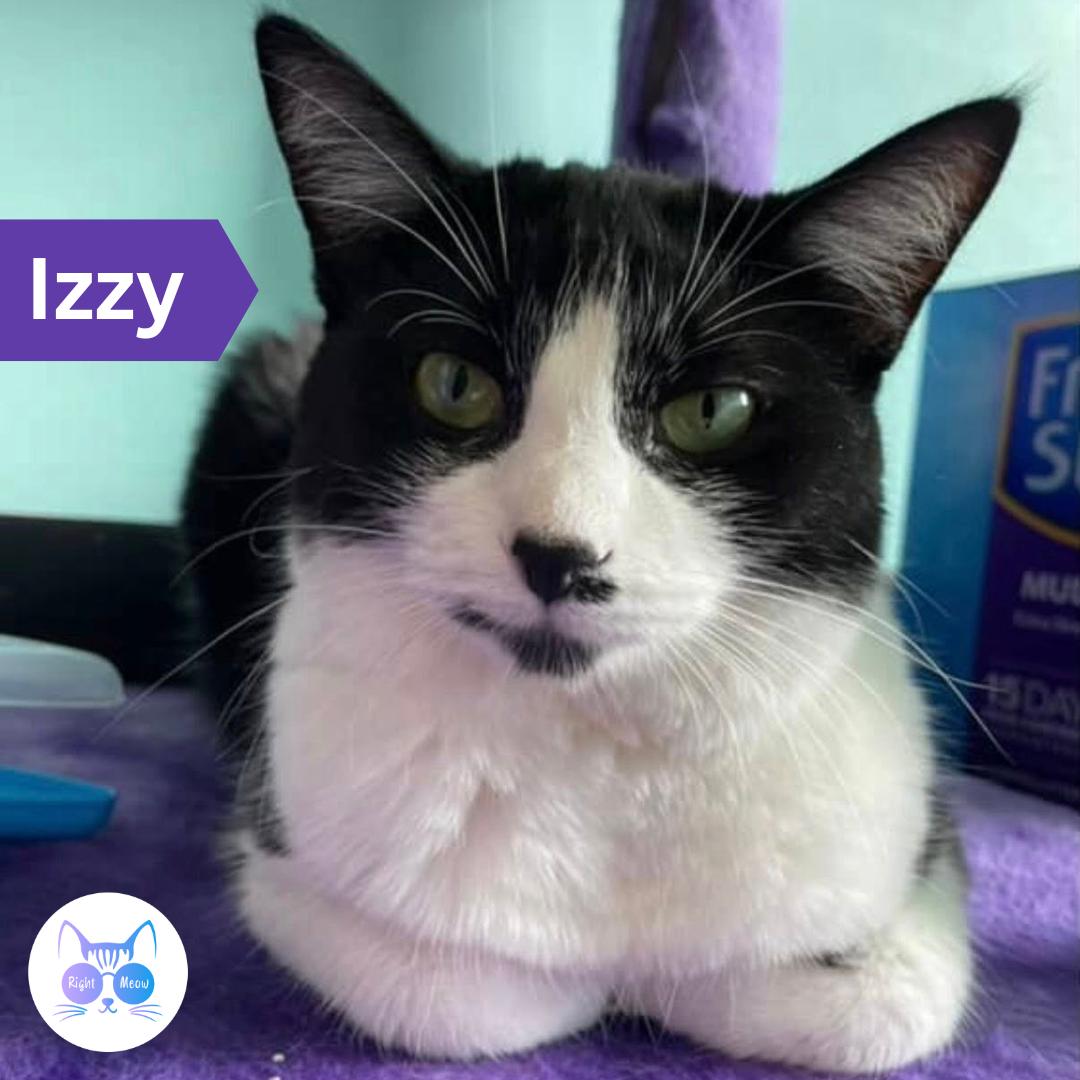 Isabella aka Izzy, a Adoptable Domestic Short Hair in Penfield, NY image 3/4