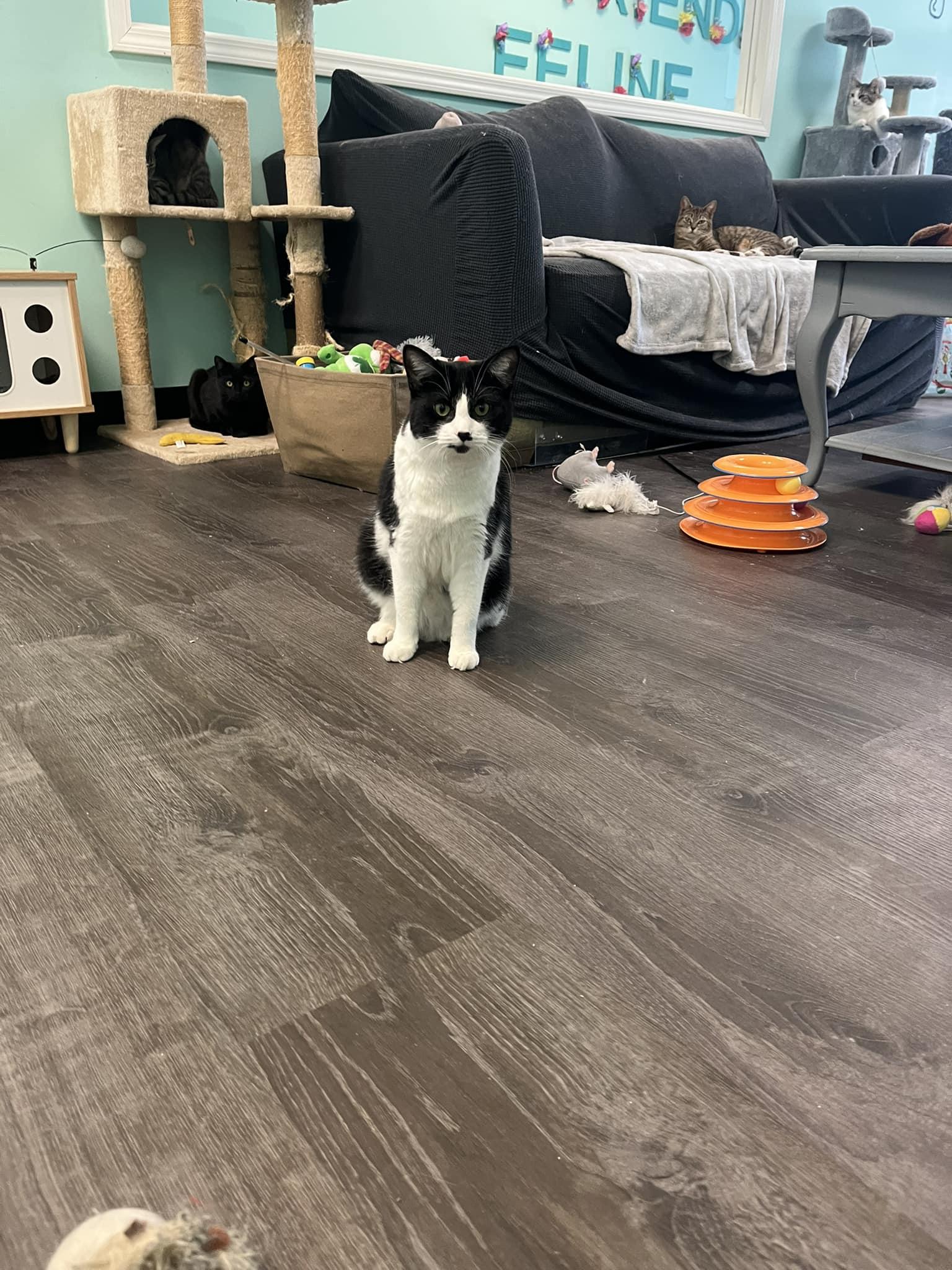 Isabella aka Izzy, a Adoptable Domestic Short Hair in Penfield, NY image 4/4