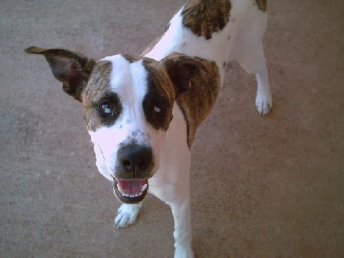 loly, Adopted, Puppy Male Pit Bull Terrier & Australian Shepherd.