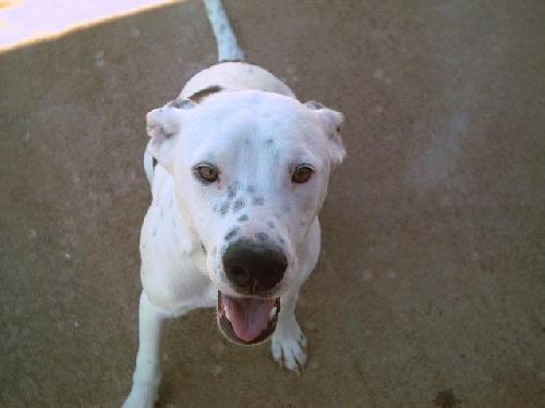 loly, a Adopted mixed breed in Prague, OK image 2/2