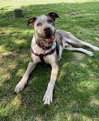 Charly, Adoptable, Young Male Mixed Breed.