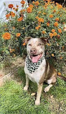 Enlarge Charly, a Adoptable mixed breed in Mystic, CT image 2/4