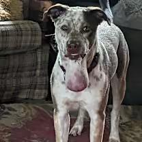 Enlarge Charly, a Adoptable mixed breed in Mystic, CT image 3/4