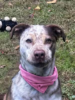 Enlarge Charly, a Adoptable mixed breed in Mystic, CT image 4/4