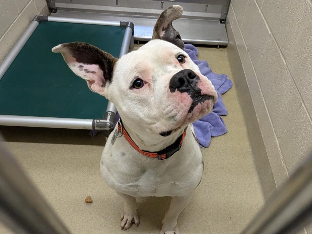 BUCKIE, Adoptable, Young Male Pit Bull Terrier & Mixed Breed.