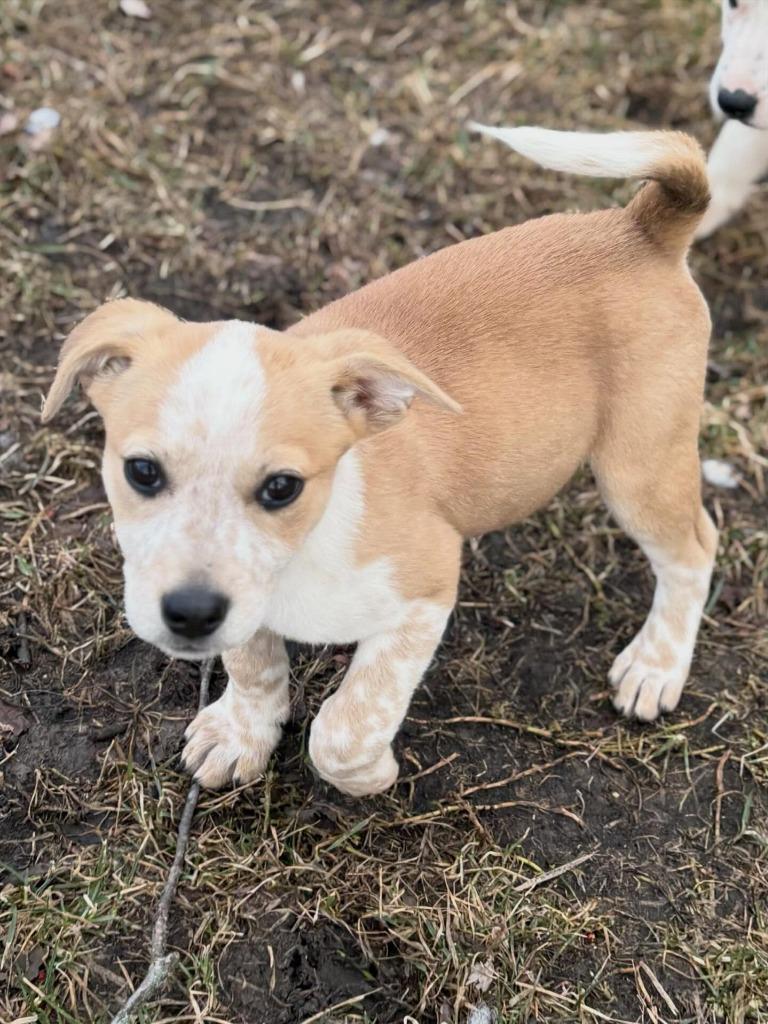 Enlarge Isla, a Adoptable mixed breed in sun prairie, WI image 2/2