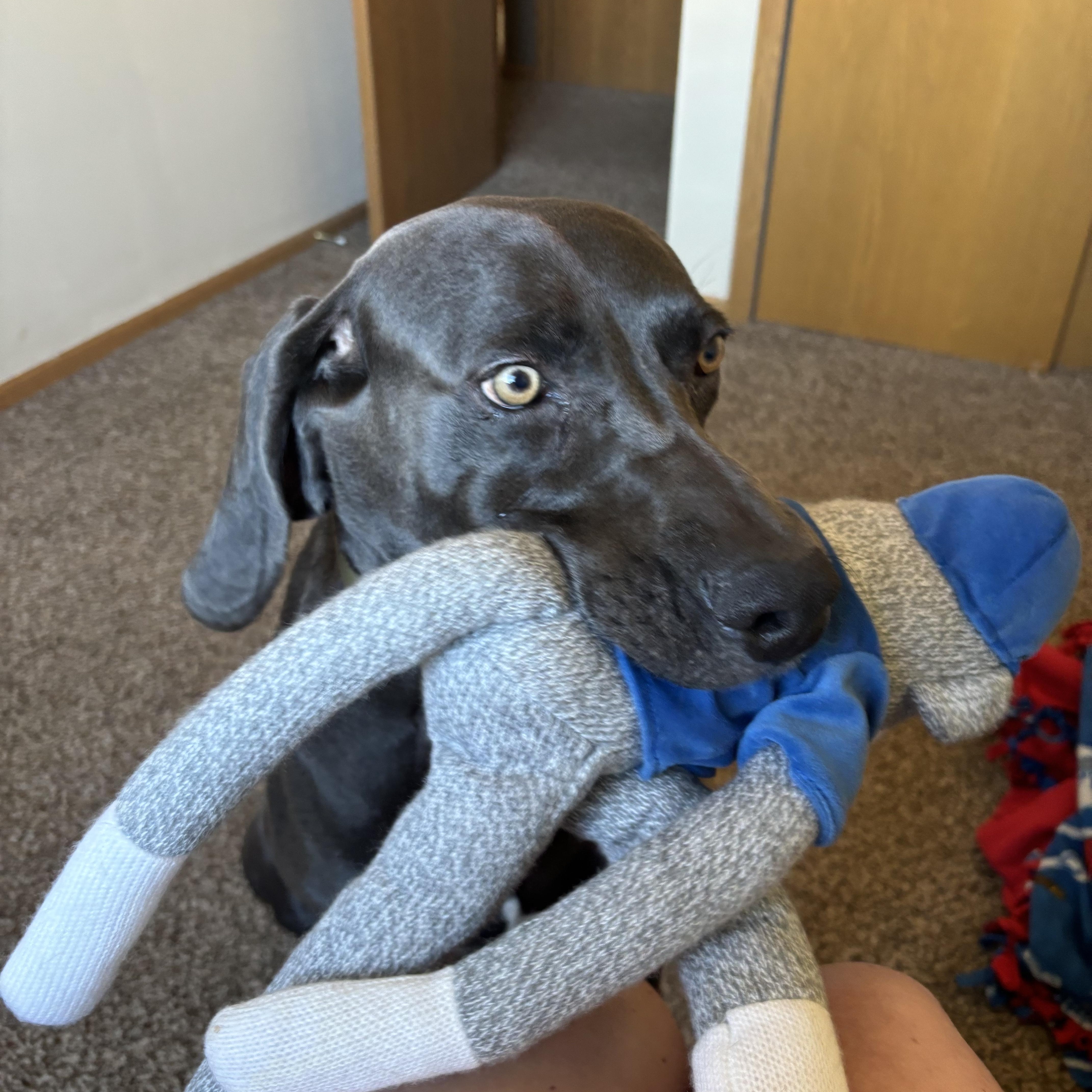 Enlarge Agent B, a Adopted Weimaraner in Des Moines, IA image 1/3