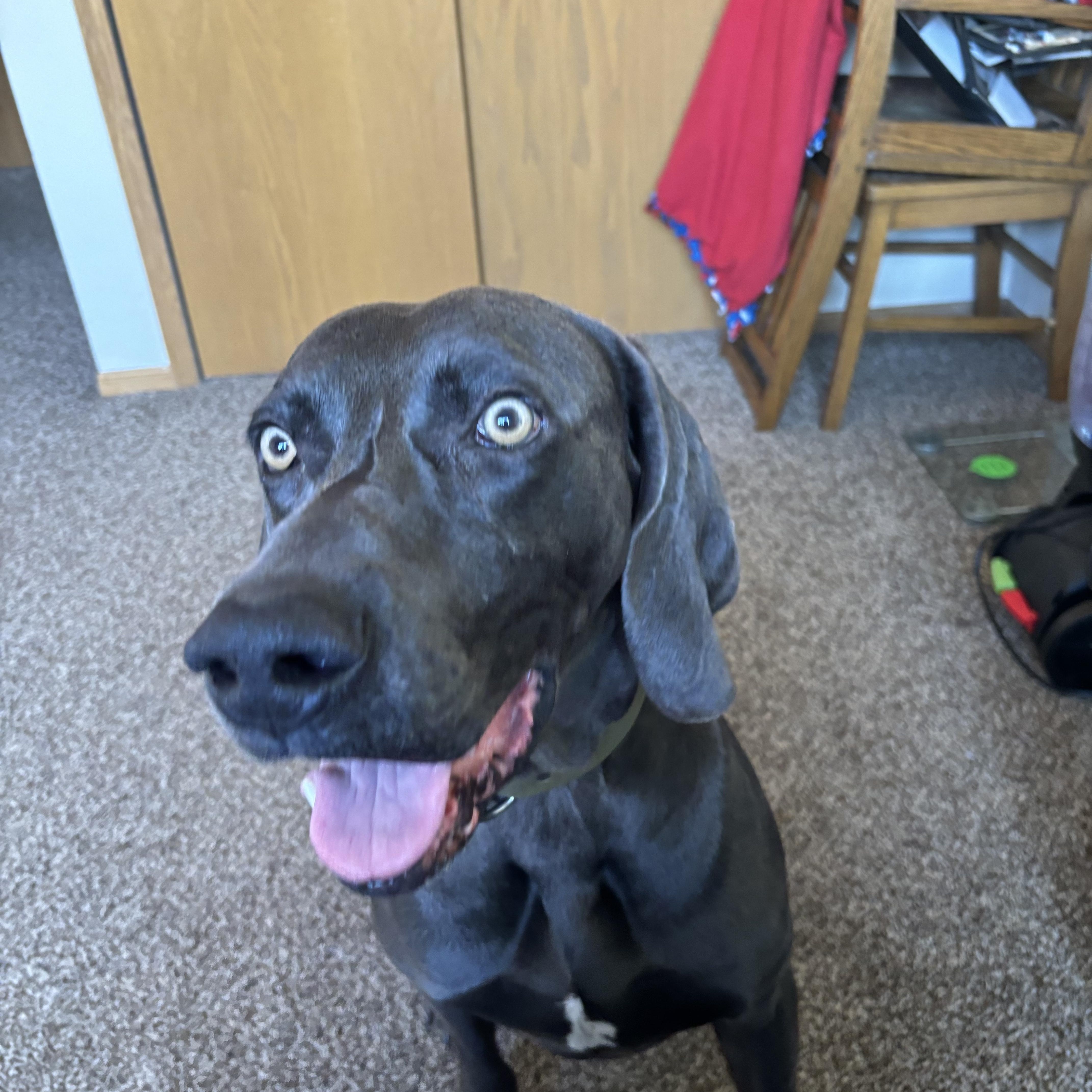Enlarge Agent B, a Adopted Weimaraner in Des Moines, IA image 2/3