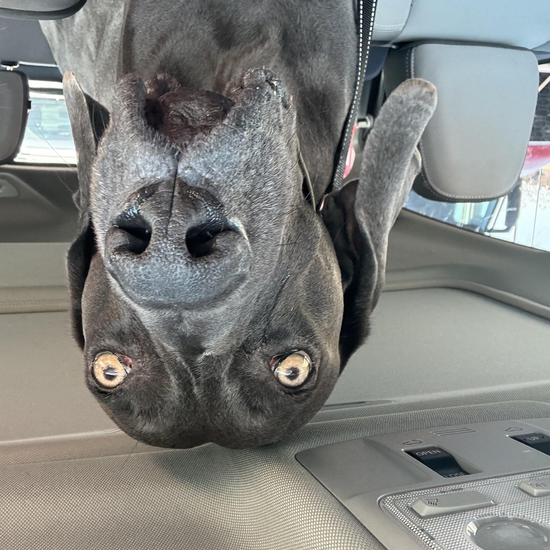 Enlarge Agent B, a Adopted Weimaraner in Des Moines, IA image 3/3