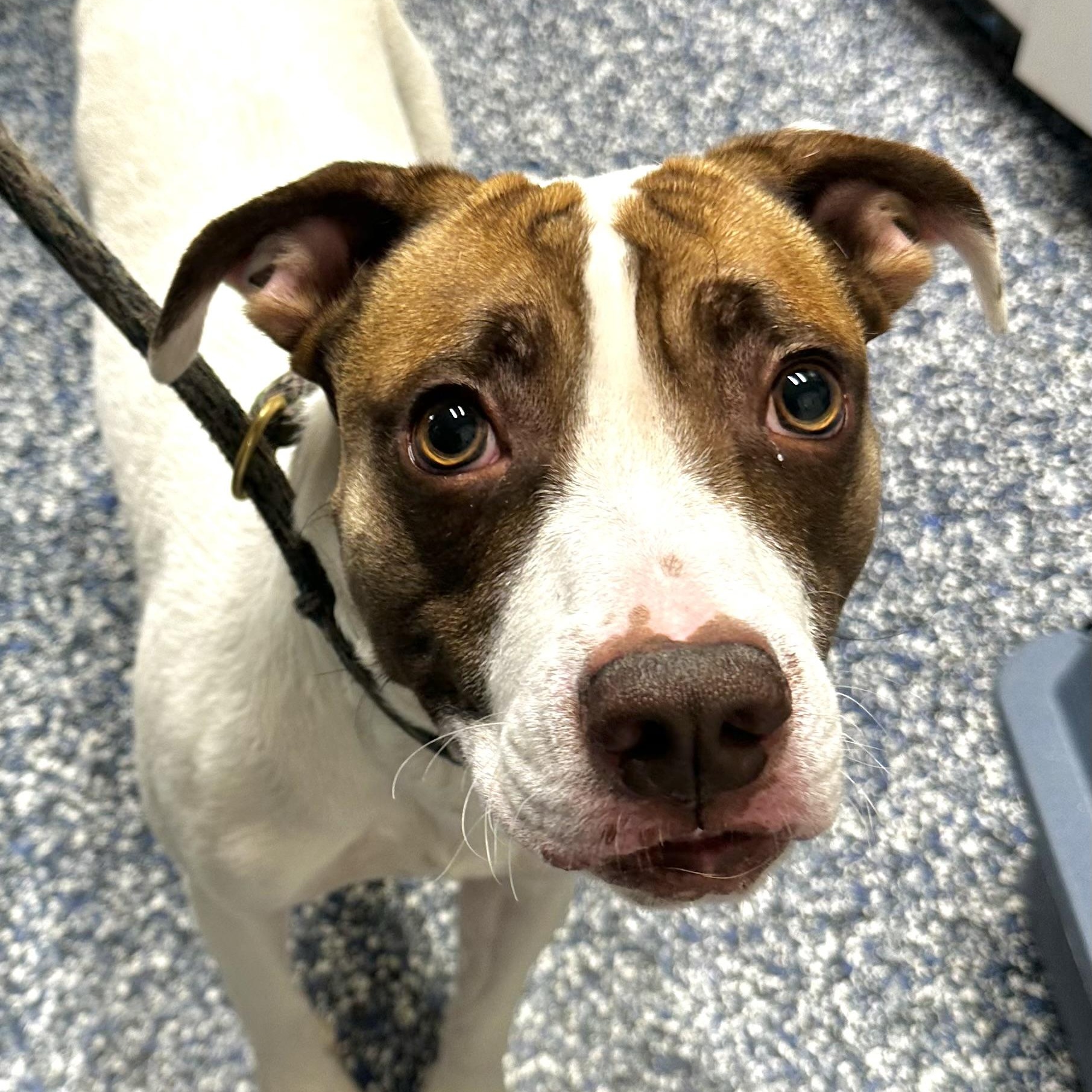 Tyson , a ADOPTABLE mixed breed in Jackson, NJ image 1/2