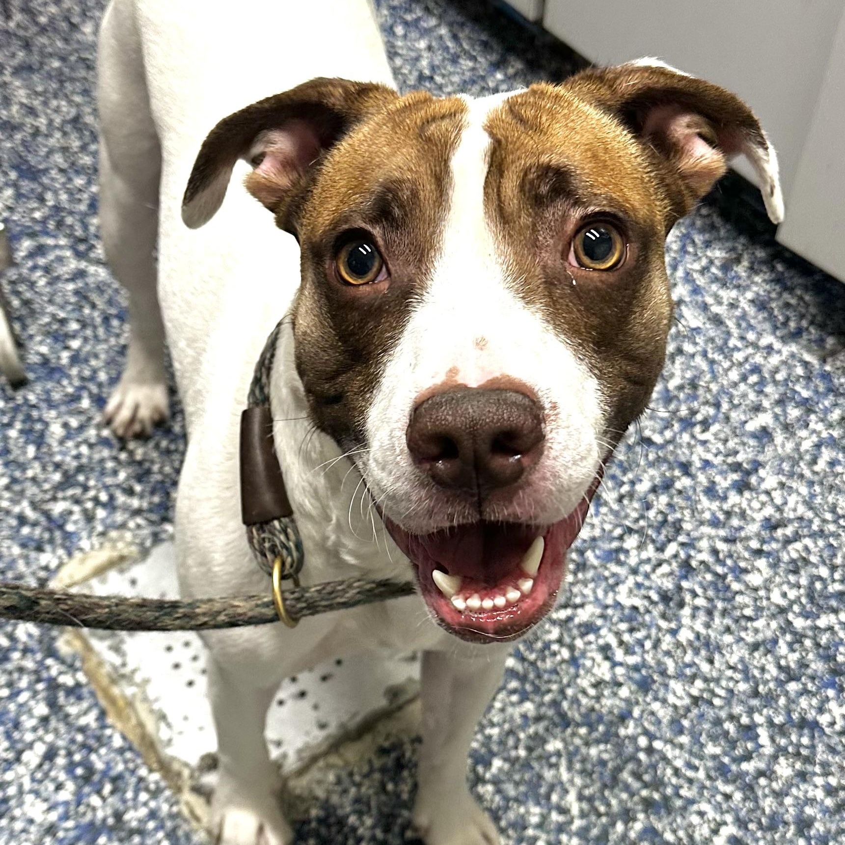 Tyson , a ADOPTABLE mixed breed in Jackson, NJ image 2/2