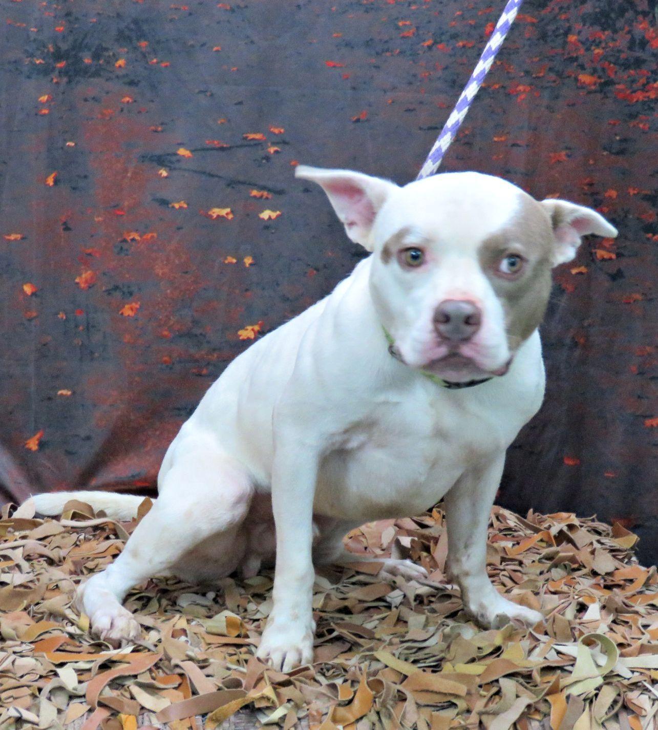 Enlarge Landon, a Adoptable mixed breed in Lexington, VA image 2/5