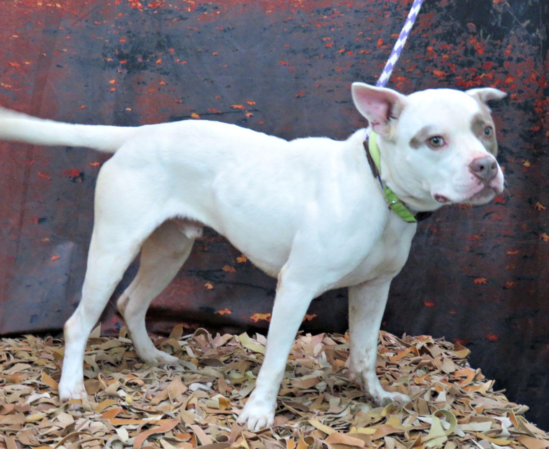 Enlarge Landon, a Adoptable mixed breed in Lexington, VA image 1/5